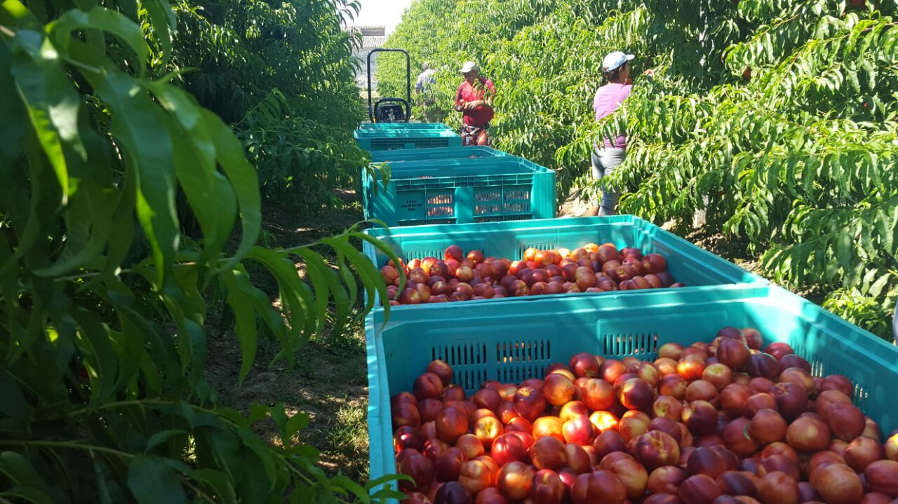 Con Incremento En Las Ventas Comienza La Exportación De Frutas Rionegrinas Comunicación 9629